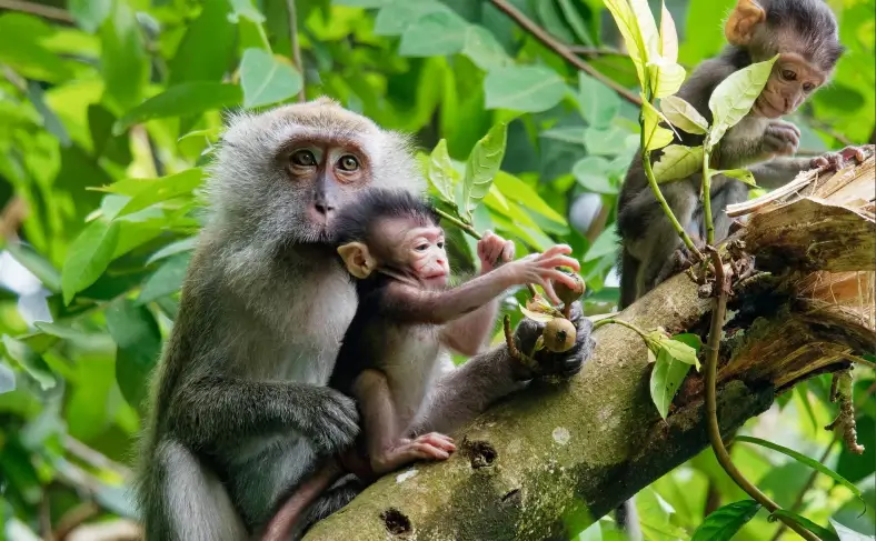 На изображении, остров обезьян во Вьетнаме, Вьетнам фото